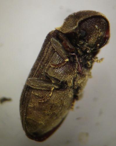Hadrobregmus denticollis